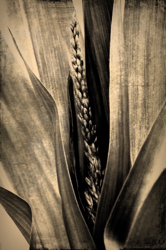 Anasazi.Corn
