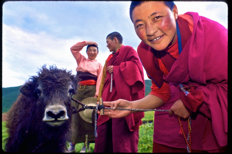 Nuns walk with their dri ( a juvenile yak) on the Plateau of Tibet. Image copyright Ana Elisa Fuentes. Photographed on color slide film, donated by Kodak. Selected for the Voice exhibition, on the occasion of The First Permanent Forum on Indigenous Issues, United Nations.